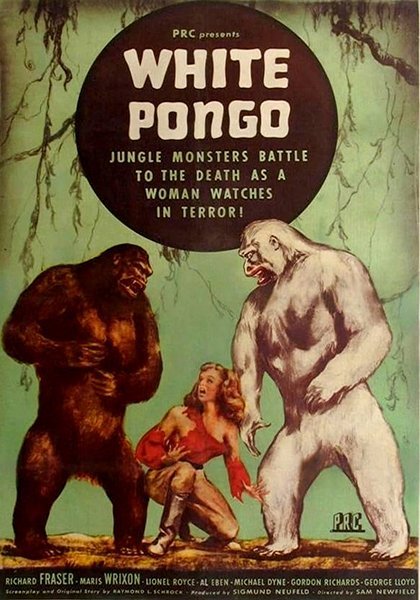 White Pongo